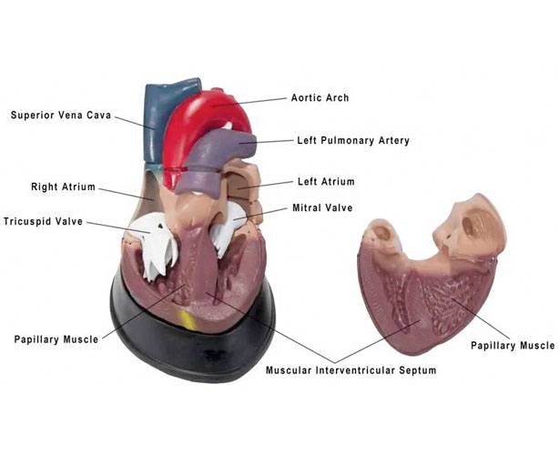 Budget Jumbo Heart Model