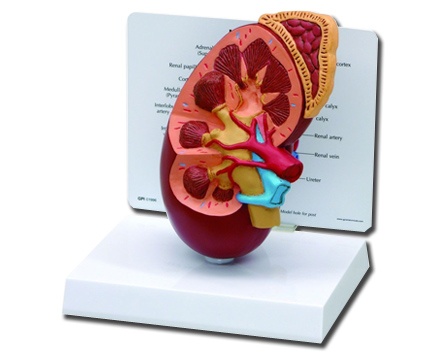 Anatomical World Wide Oversized Kidney Model