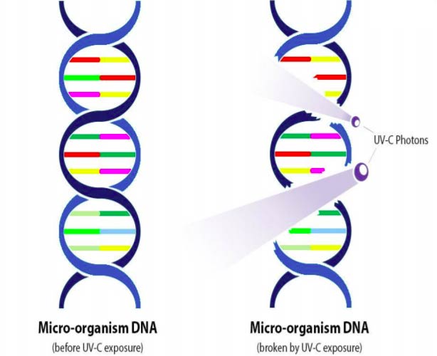 Microorganism DNA