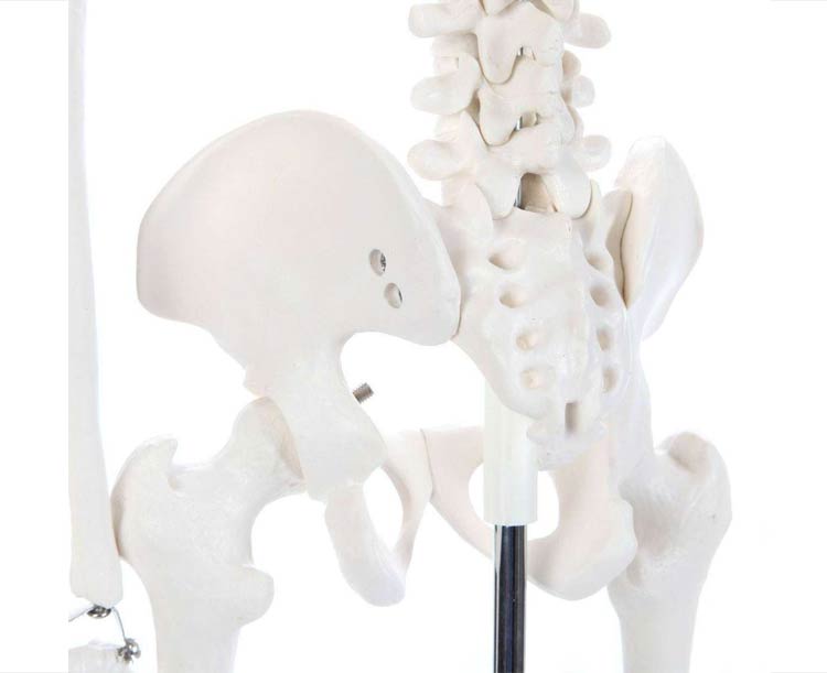 Anatomy Lab Essential Mini 35" Skeleton