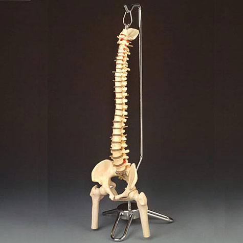 Anatomical World Wide Flexible Mini Spine Model with Stand