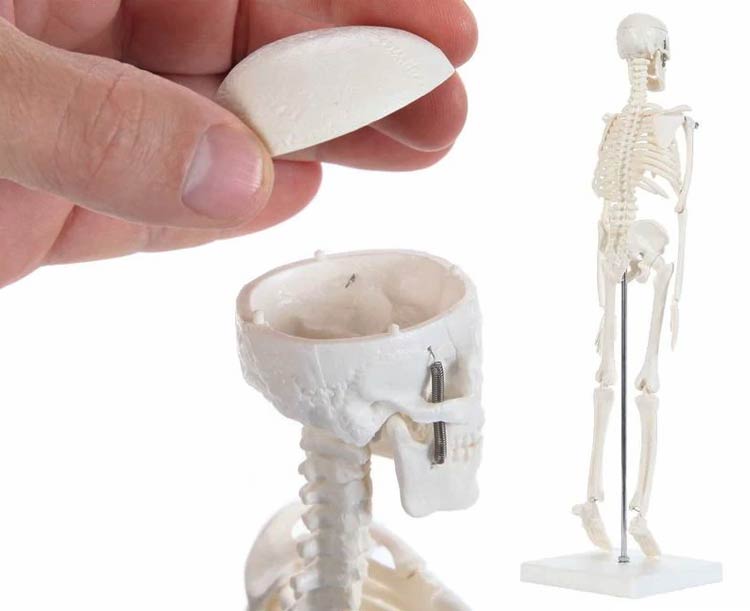 Anatomy Lab Essential Miniature Skeleton with Stand