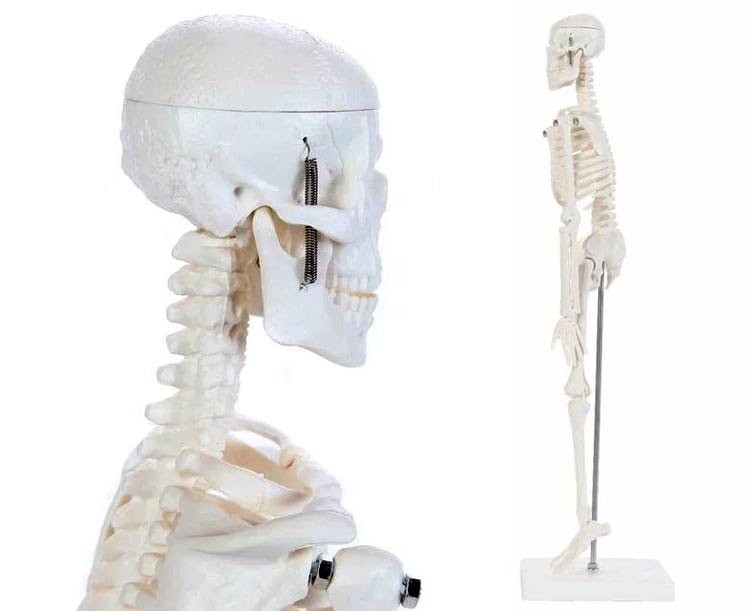 Anatomy Lab Essential Miniature Skeleton with Stand