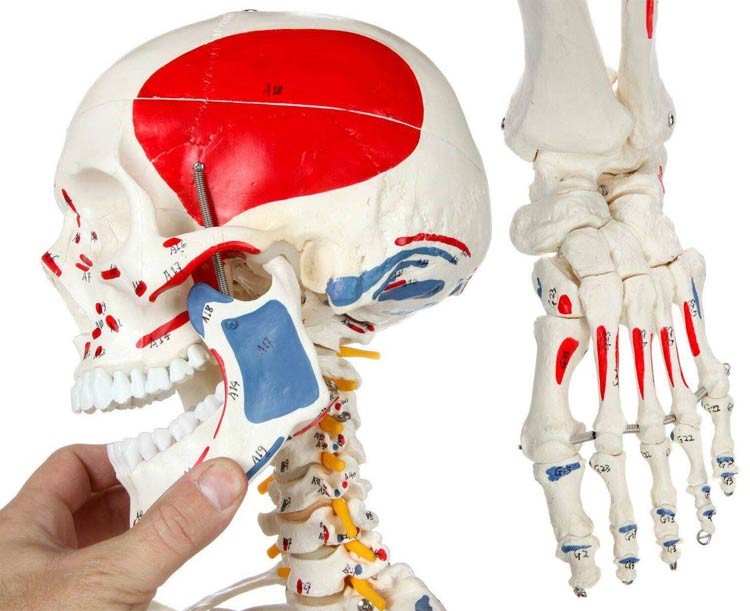 Muscle Painted & Numbered Life-Size Human Skeleton Model