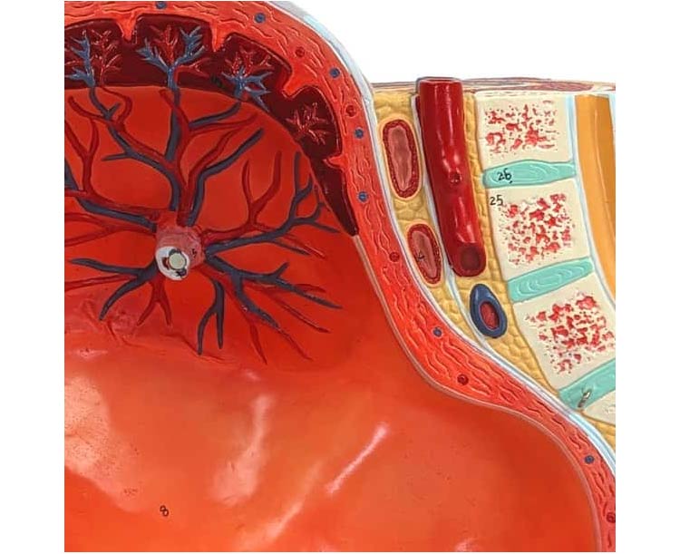 Pregnancy Pelvis with Mature Fetus Numbered Anatomy Model