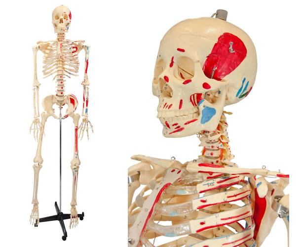 Anatomical World Wide Painted & Numbered Budget Bucky Model Skeleton