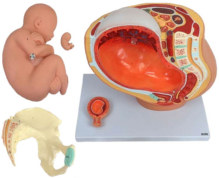 Pregnancy Pelvis with Mature Fetus Numbered Anatomy Model