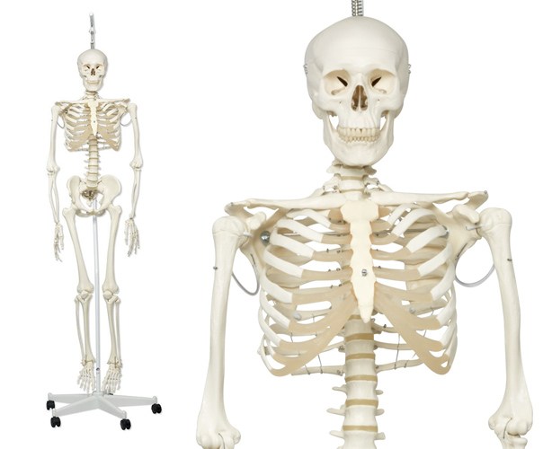 Anatomical World Wide Physiological Skeleton Model - Phil