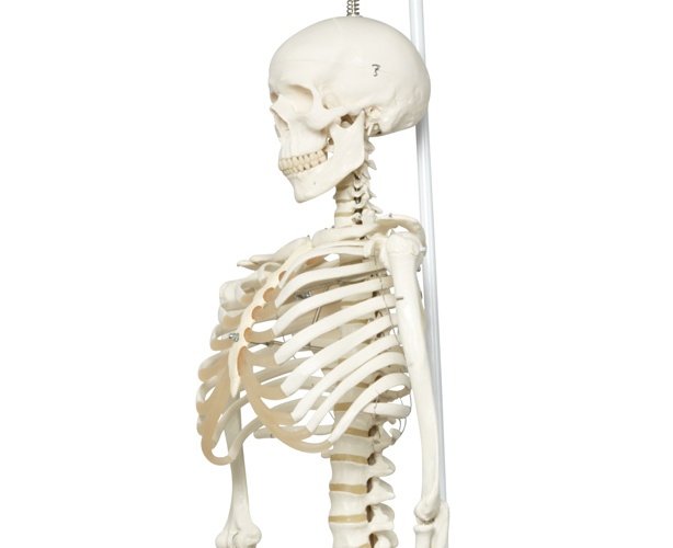 Physiological Skeleton Model - Phil