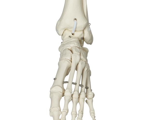 Physiological Skeleton Model - Phil