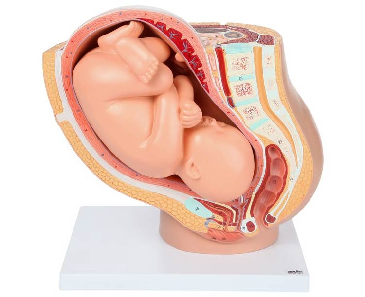 Axis Scientific Pregnancy Anatomy Model Set