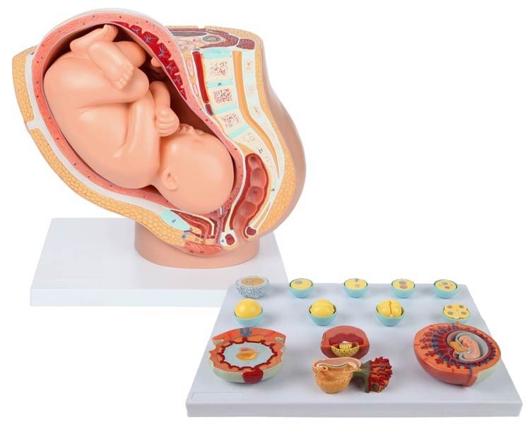 Anatomical World Wide Axis Scientific Pregnancy Anatomy Model Set