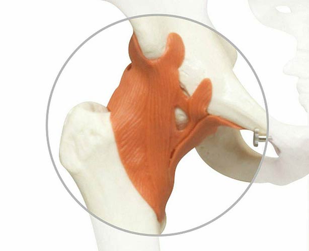 Anatomical World Wide Replacement Hip Ligament for 3B Scientific Skeletons