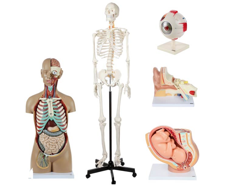 Anatomical World Wide Axis Scientific School Anatomy Model Set