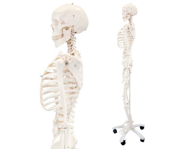 Classic Stan Human Skeleton Anatomy Model
