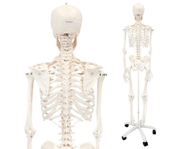 Classic Stan Human Skeleton Anatomy Model