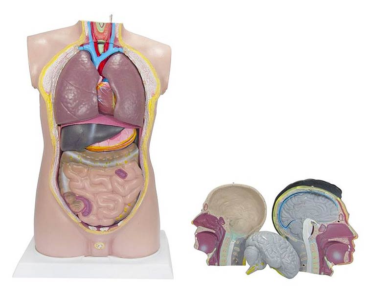 Budget Tall Paul Torso Anatomy Model