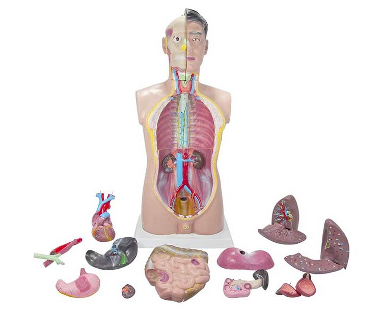 Budget Tall Paul Torso Anatomy Model