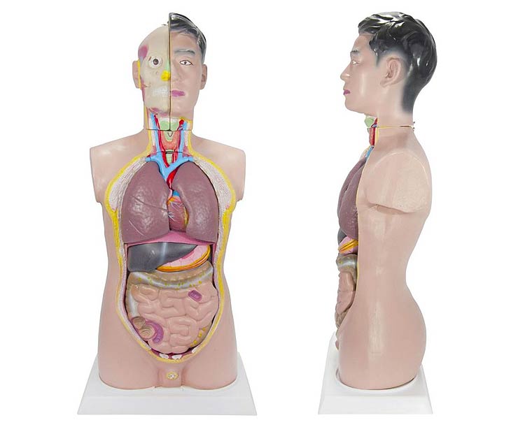 Budget Tall Paul Torso Anatomy Model