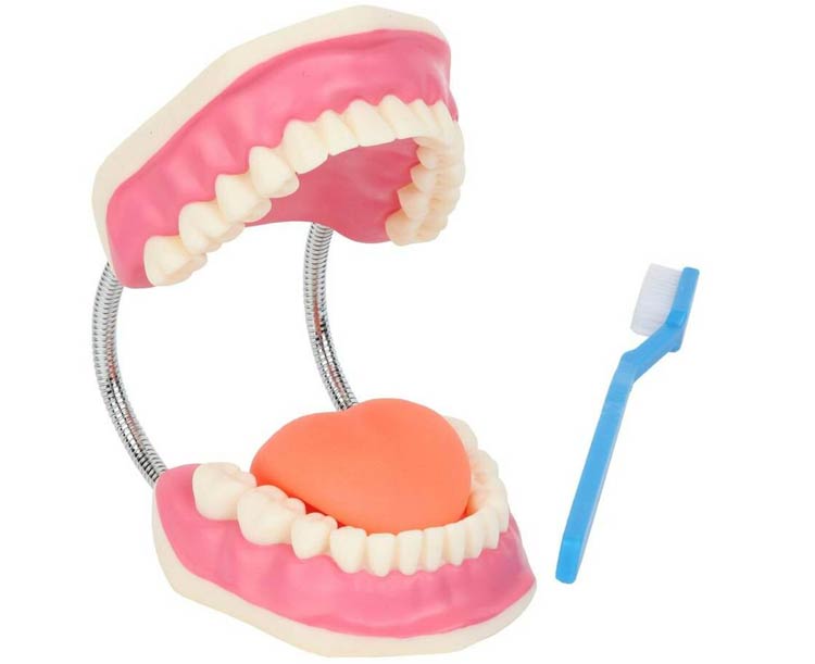 Anatomical World Wide Axis Scientific Giant Tooth Brushing Model with Giant Brush