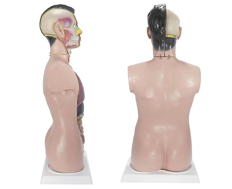 Budget Tall Paul Torso Anatomy Model